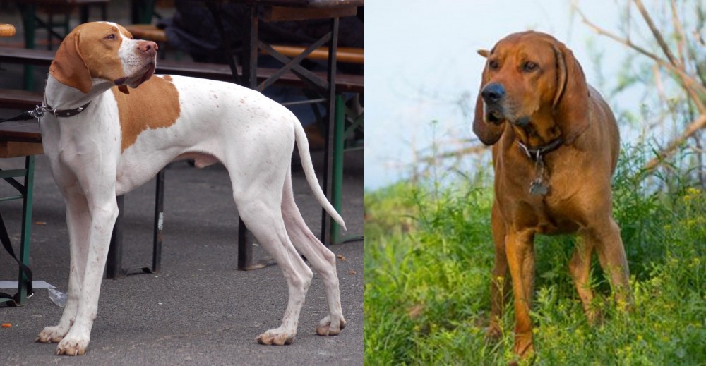 Redbone Coonhound vs English Pointer - Breed Comparison