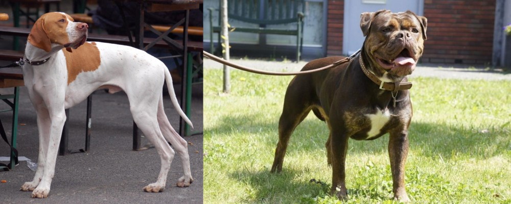 Renascence Bulldogge vs English Pointer - Breed Comparison