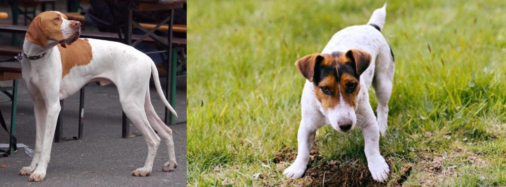 Russell Terrier vs English Pointer - Breed Comparison