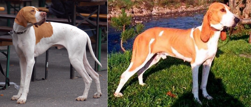 Schweizer Laufhund vs English Pointer - Breed Comparison