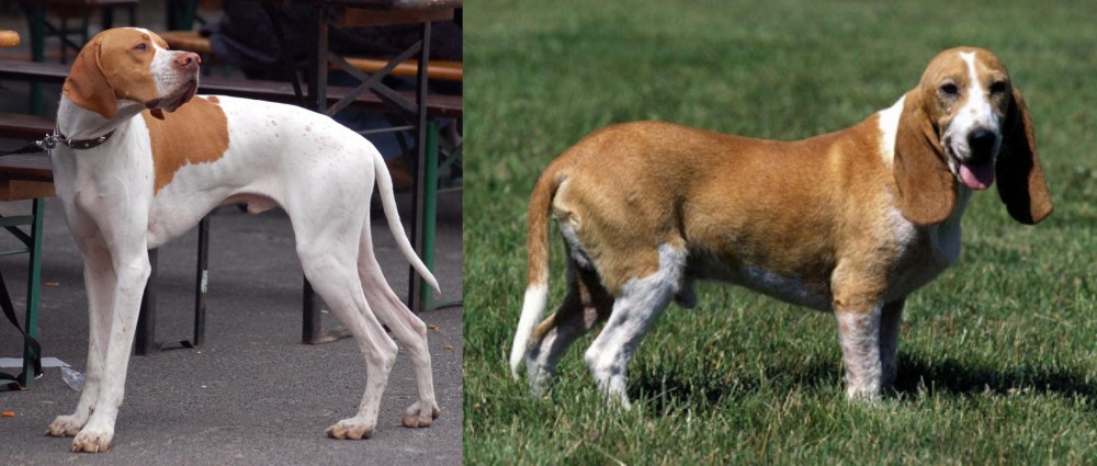 Schweizer Niederlaufhund vs English Pointer - Breed Comparison