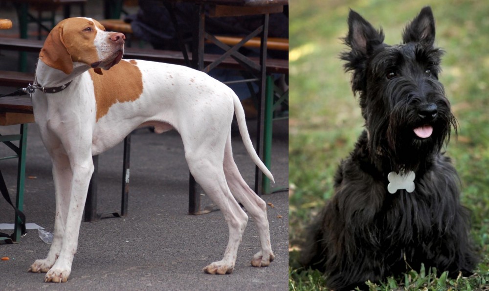 Scoland Terrier vs English Pointer - Breed Comparison