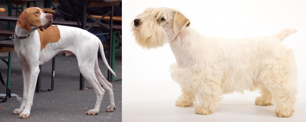 Sealyham Terrier vs English Pointer - Breed Comparison