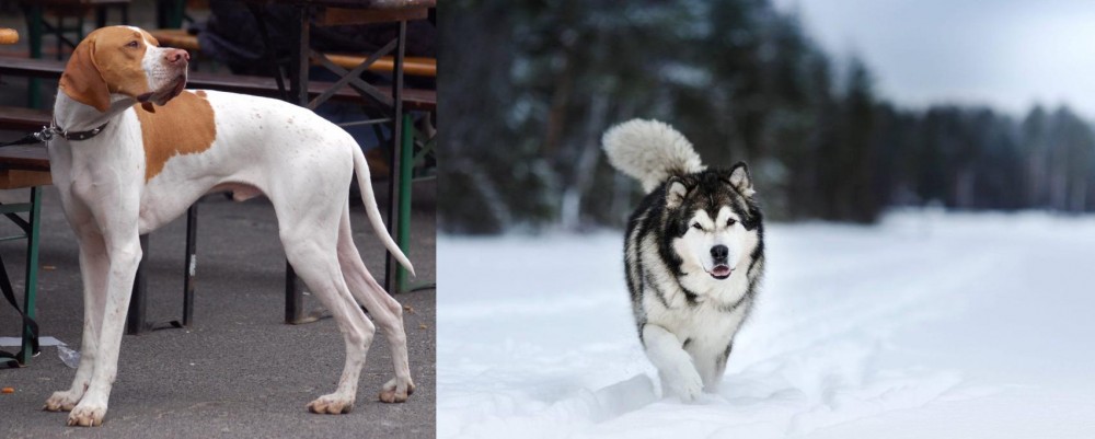 Siberian Husky vs English Pointer - Breed Comparison