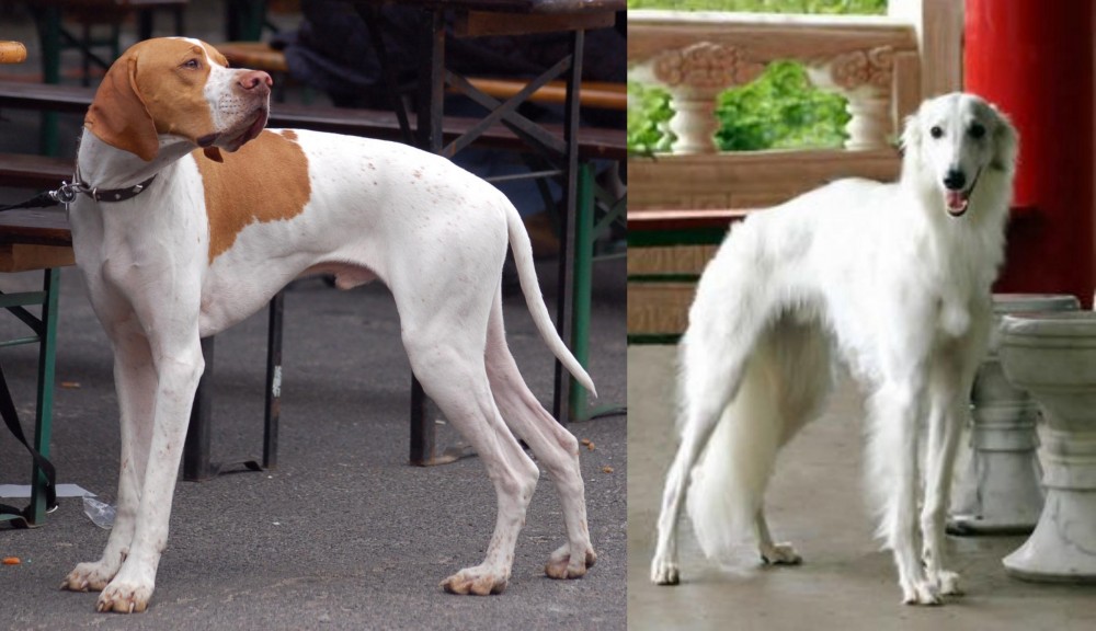 Silken Windhound vs English Pointer - Breed Comparison