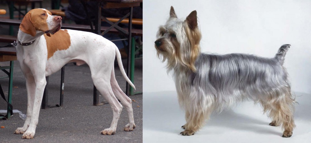 Silky Terrier vs English Pointer - Breed Comparison