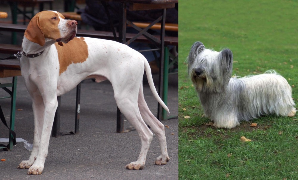 Skye Terrier vs English Pointer - Breed Comparison