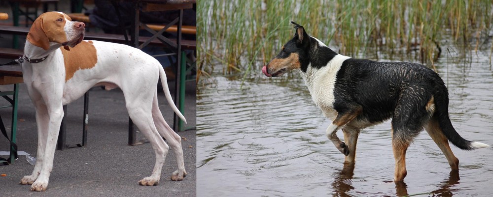 Smooth Collie vs English Pointer - Breed Comparison