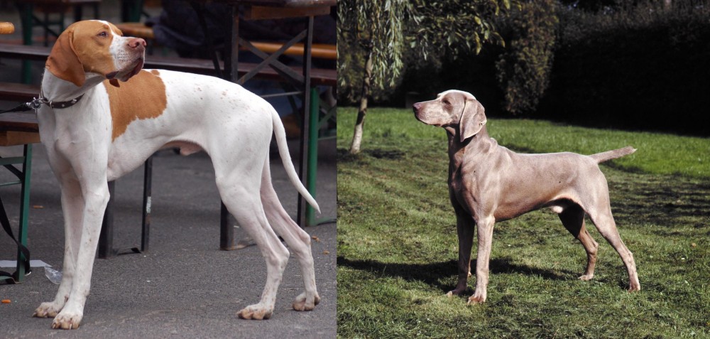 Smooth Haired Weimaraner vs English Pointer - Breed Comparison
