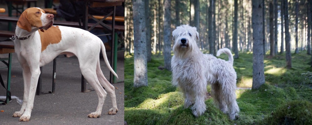 Soft-Coated Wheaten Terrier vs English Pointer - Breed Comparison