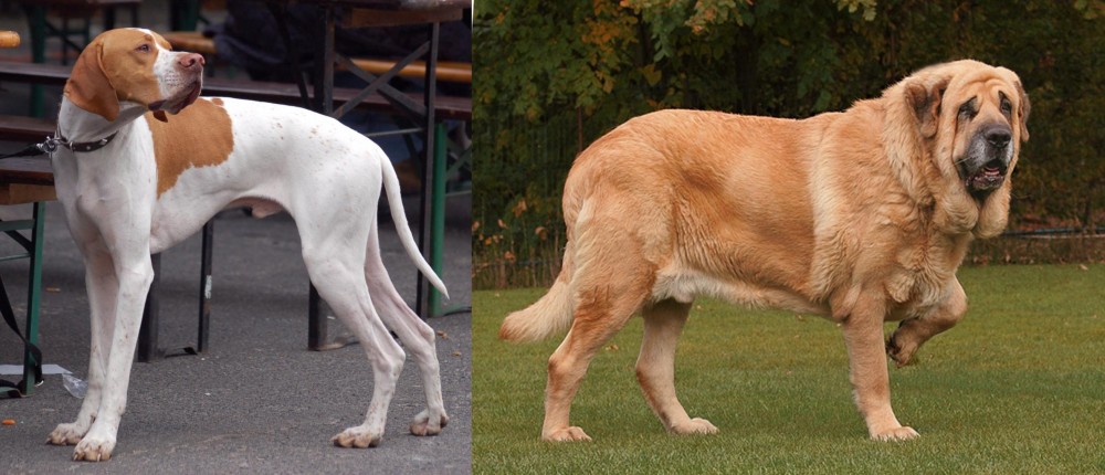 Spanish Mastiff vs English Pointer - Breed Comparison
