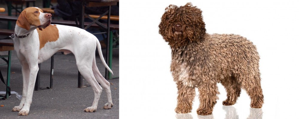 Spanish Water Dog vs English Pointer - Breed Comparison