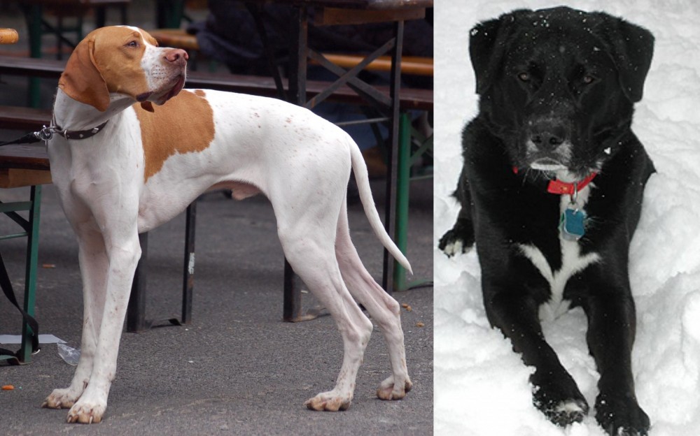 St. John's Water Dog vs English Pointer - Breed Comparison
