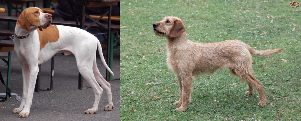 Styrian Coarse Haired Hound vs English Pointer - Breed Comparison