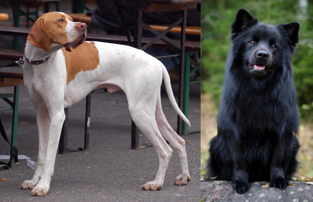 Swedish Lapphund vs English Pointer - Breed Comparison