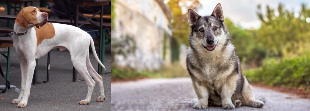 Swedish Vallhund vs English Pointer - Breed Comparison