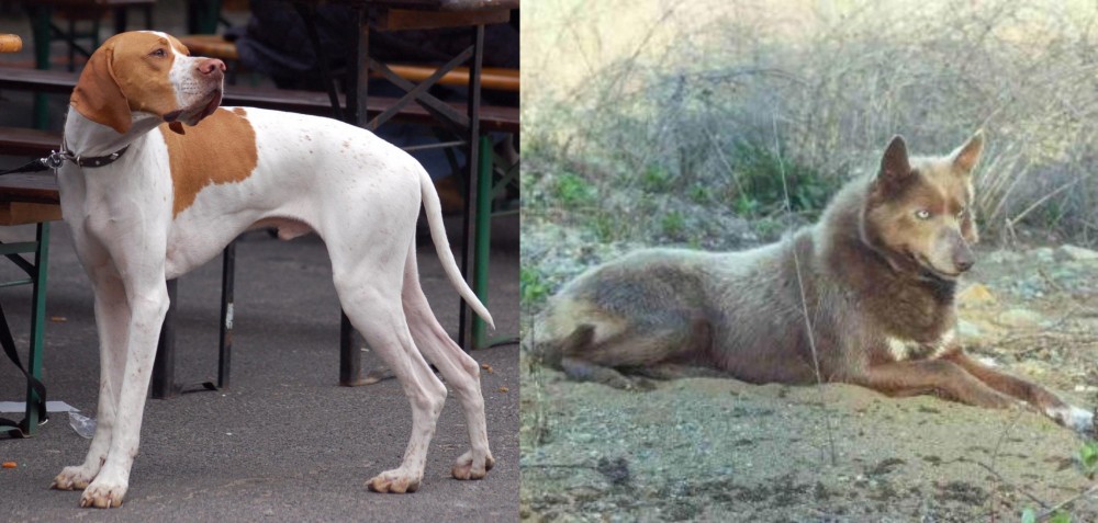 Tahltan Bear Dog vs English Pointer - Breed Comparison