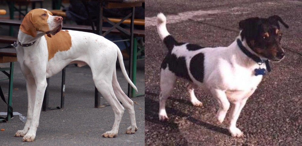 Teddy Roosevelt Terrier vs English Pointer - Breed Comparison