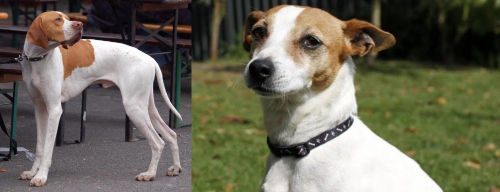 Tenterfield Terrier vs English Pointer - Breed Comparison
