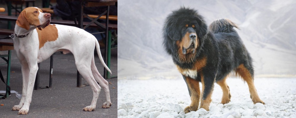 Tibetan Mastiff vs English Pointer - Breed Comparison