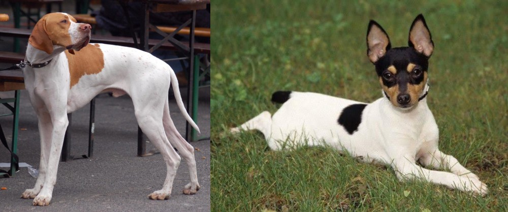 Toy Fox Terrier vs English Pointer - Breed Comparison