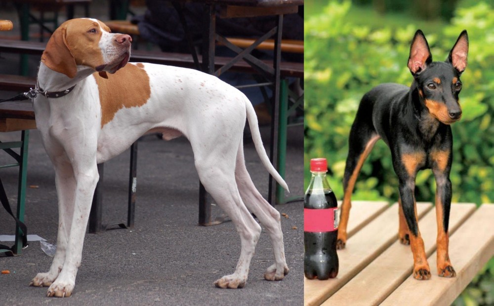 Toy Manchester Terrier vs English Pointer - Breed Comparison