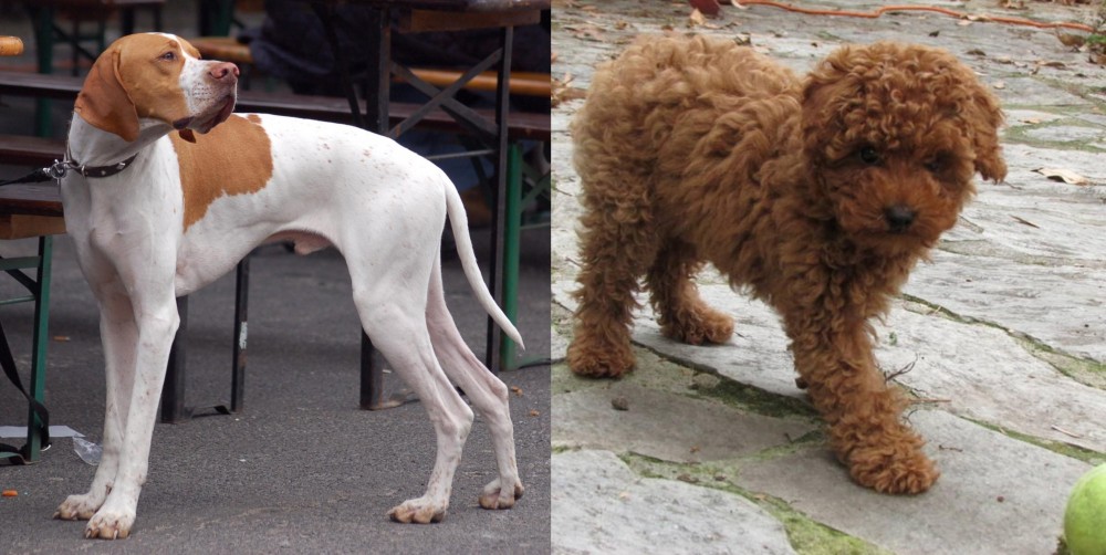 Toy Poodle vs English Pointer - Breed Comparison