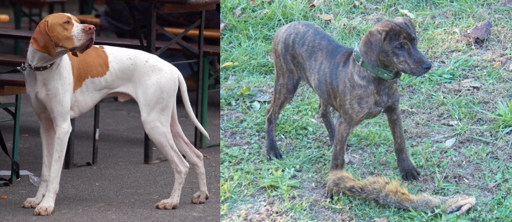 Treeing Cur vs English Pointer - Breed Comparison