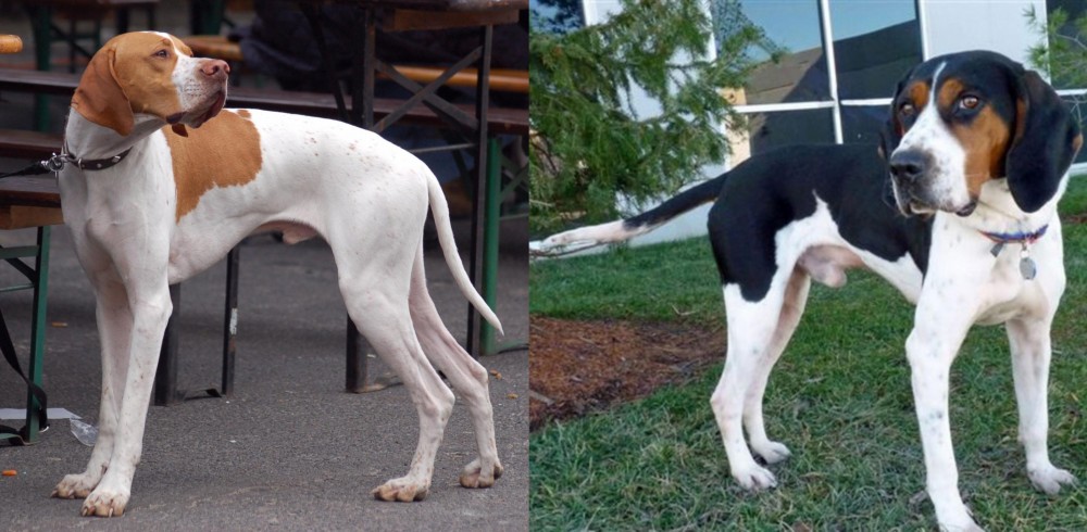 Treeing Walker Coonhound vs English Pointer - Breed Comparison