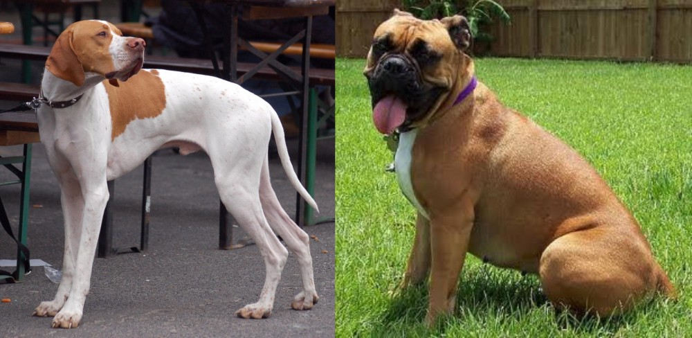 Valley Bulldog vs English Pointer - Breed Comparison