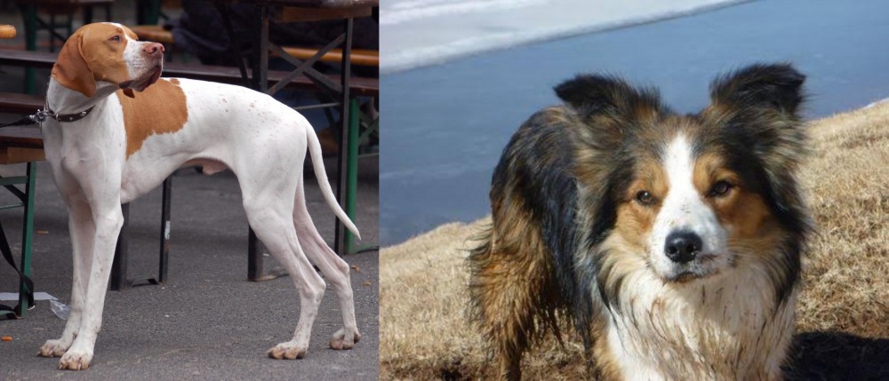 Welsh Sheepdog vs English Pointer - Breed Comparison