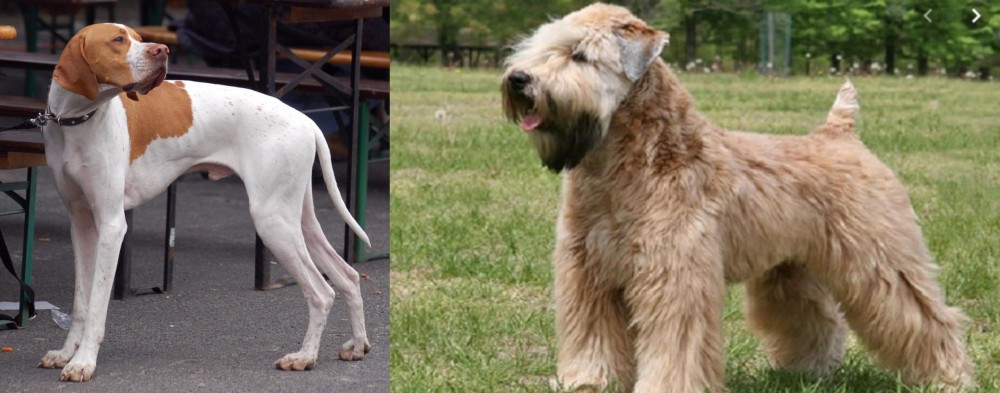 Wheaten Terrier vs English Pointer - Breed Comparison