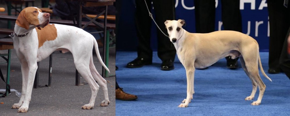 Whippet vs English Pointer - Breed Comparison