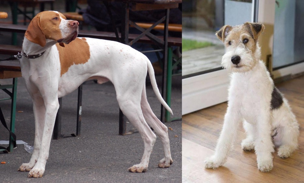 Wire Fox Terrier vs English Pointer - Breed Comparison