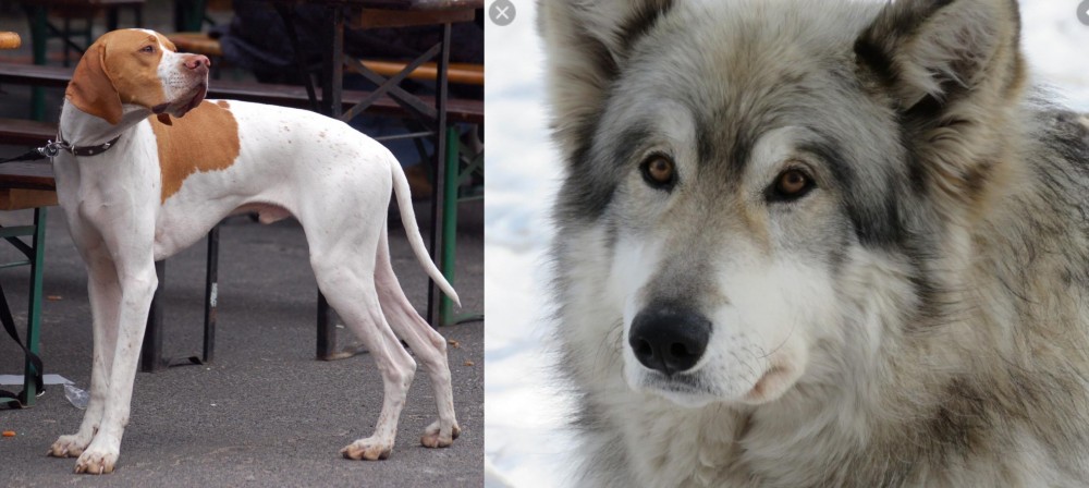 Wolfdog vs English Pointer - Breed Comparison