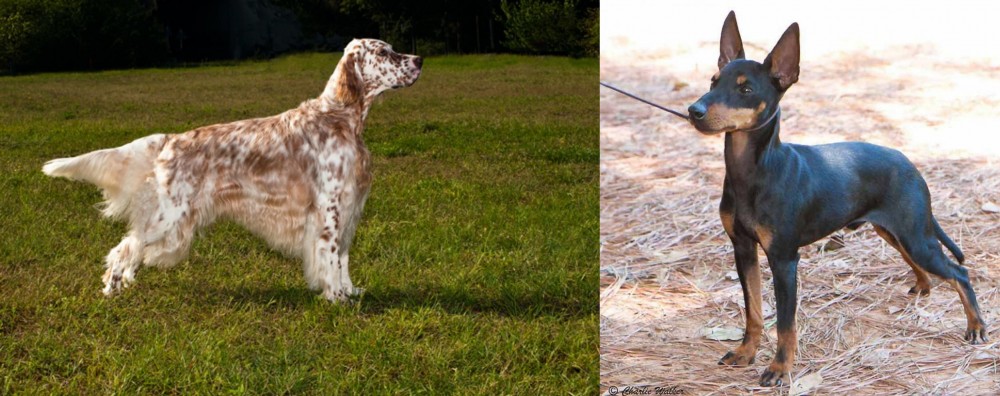 English Toy Terrier (Black & Tan) vs English Setter - Breed Comparison