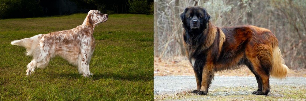 Estrela Mountain Dog vs English Setter - Breed Comparison
