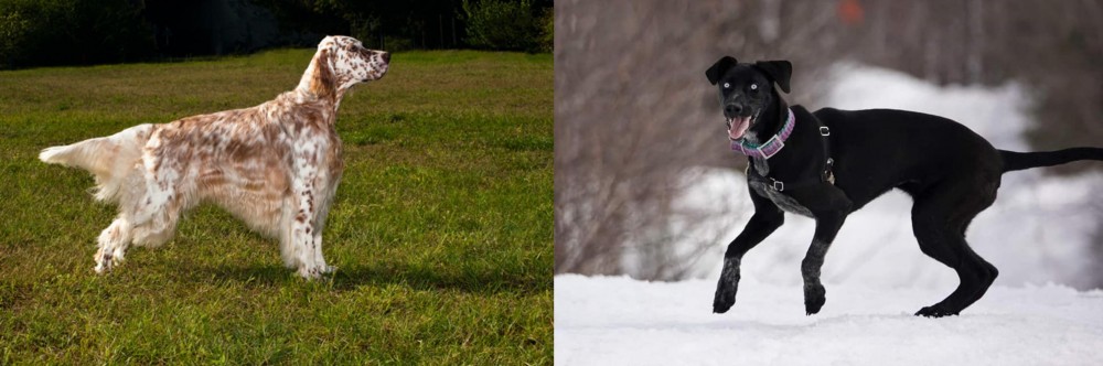 Eurohound vs English Setter - Breed Comparison