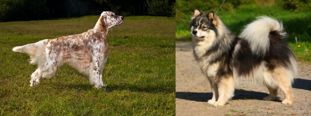 Finnish Lapphund vs English Setter - Breed Comparison