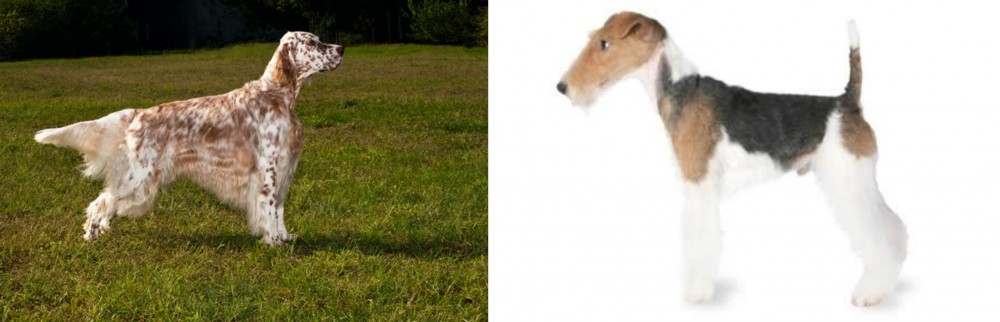 Fox Terrier vs English Setter - Breed Comparison