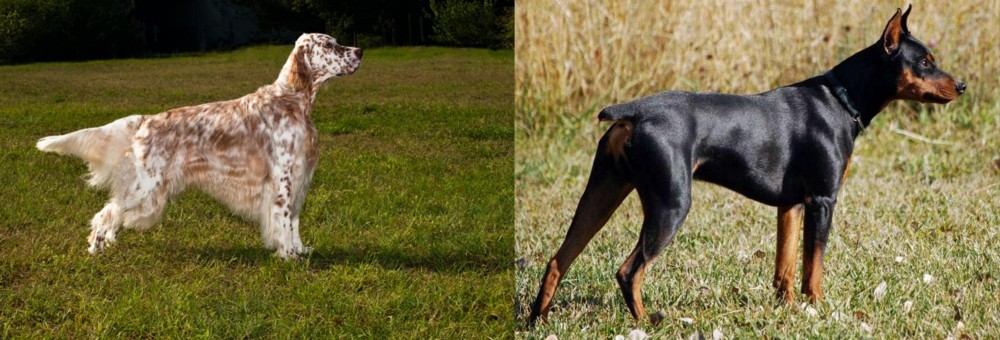 German Pinscher vs English Setter - Breed Comparison