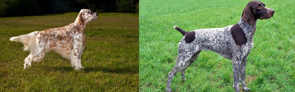 German Shorthaired Pointer vs English Setter - Breed Comparison