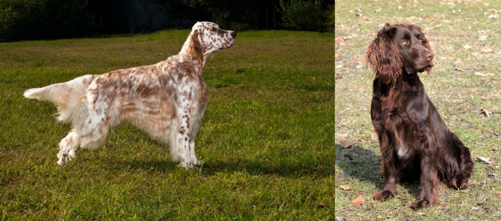 German Spaniel vs English Setter - Breed Comparison