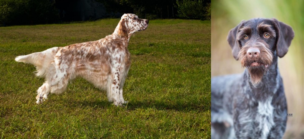 German Wirehaired Pointer vs English Setter - Breed Comparison