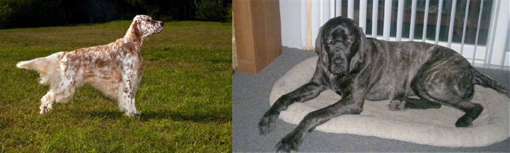 Giant Maso Mastiff vs English Setter - Breed Comparison