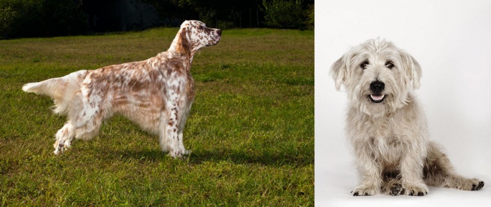 Glen of Imaal Terrier vs English Setter - Breed Comparison