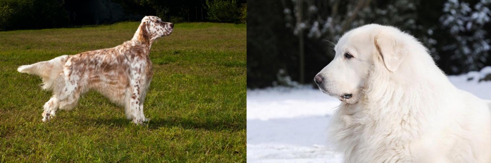 Great Pyrenees vs English Setter - Breed Comparison