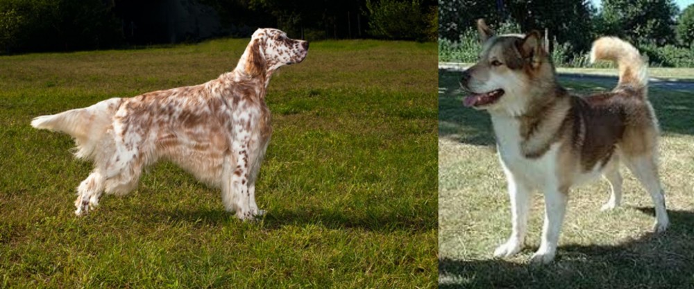 Greenland Dog vs English Setter - Breed Comparison
