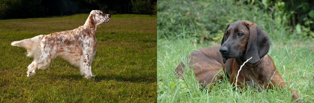 Hanover Hound vs English Setter - Breed Comparison
