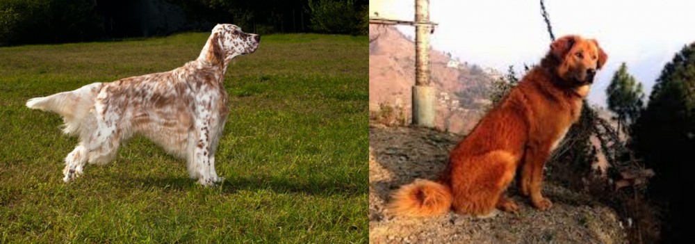 Himalayan Sheepdog vs English Setter - Breed Comparison
